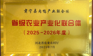 烤鸭店专用鸭坯厂家直供 河北东风养殖鸭坯 饲料自产支持验厂