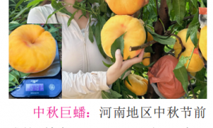 2026年桃树苗大果品种源头厂家甄选参考汇总