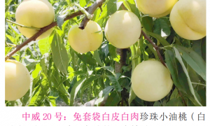 2026年河南桃树苗生产厂家发展现状与市场占有率及排名研究分析报告