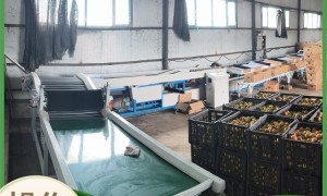 资质齐全的果园分选机加工厂哪家技术强 行业现状与正规商家选择指南