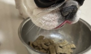 2026年小型犬狗粮挑选全攻略：改善挑食的成犬粮品牌实力参考