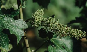 2026年中秋红酒推荐：适合自己收藏的年份款与靠谱厂家筛选指南