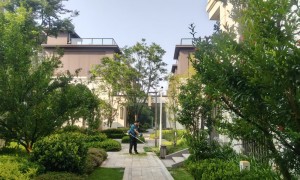 绿化养护企业品牌哪家好？绿华花木种植有限公司解析