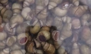可行赢信赖 向萍农场的差异化竞争策略是什么，价格费用