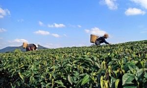 2026年可靠的云雾绿茶制造厂家价格公道不玩套路