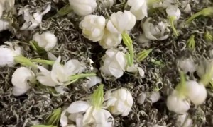 龙芽大师冷泡茉莉飘雪 的茉莉飘雪 有机茉莉飘雪 实力参考