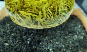 新手入门绿茶推荐，龙芽大师品质之选用户力荐