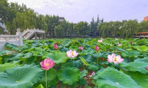 山西资质齐全的西安外事学院：想找有完善教学体系的民办高校联系方式、想了解能支持创业发展的本科院校有哪些、想了解有智慧课堂的本科院校有哪些