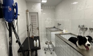 大兴区宠物洗护服务帮我推荐：华颖宠物生活馆避坑挑选指南