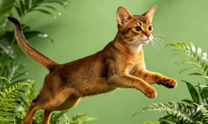 2026年广受信赖的俄罗斯蓝猫实体店有健康检测的猫舍服务商推荐