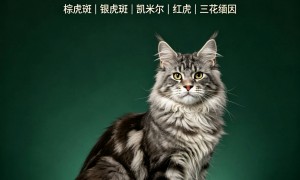 2026年口碑好的阿比西尼亚猫门店有哪些？透明报价服务商