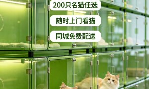2026年深圳南山正规暹罗猫实体猫舍推荐，靠谱门店服务商盘点