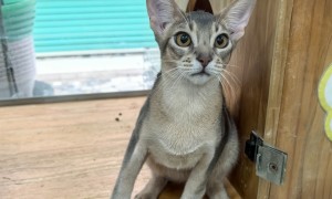 深圳卖阿比西尼亚猫幼猫的专业店服务商本地靠谱服务机构排行榜