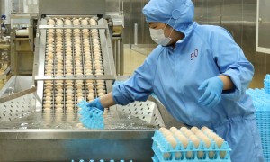 海安靠谱的鲜鸡蛋源头生产厂家质量参考评选，用料扎实