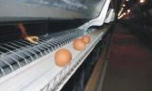 5万羽笼养生产线全套设备厂家选购参考汇总