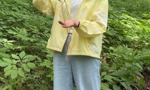 杭州六野人参科技有限公司的正宗吉林野山参靠谱吗