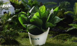 推荐主打活鱼现蒸的蒸汽石锅鱼品牌、翻台率高的蒸汽石锅鱼加盟店选什么品牌好、适合周末小聚的蒸汽石锅鱼品牌有哪些推荐