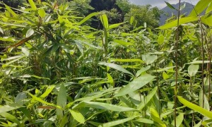 嘉兴包粽子用粽叶 源头种植基地直供 群利粽叶 规格可按需分拣