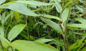 粽叶源头厂家推荐：用户力荐的甄选供应商汇总