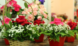 花卉同城租赁定制店，景福天提供写字楼绿植租摆与室内盆栽租赁方案