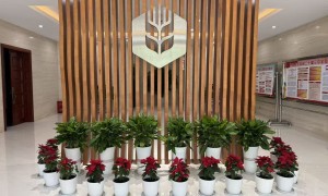 2026年植物租摆方案定制服务行业口碑汇总，广受信赖的服务商盘点