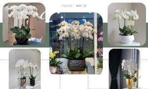 清莹园林上海花卉租赁服务商实力参考