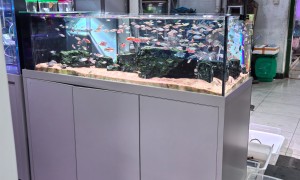 杭州日出水族海鲜池定制 适用海鲜酒楼批发市场 支持异形缸加工