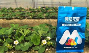 2026年知名的叶面肥制造厂家推荐，资质齐全