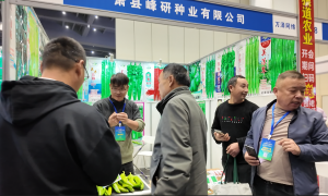 黄淮海蔬菜种子博览会规模怎么样