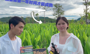 2026年靠谱的泰国草本产地溯源直播服务商推荐