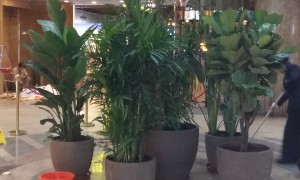 2026北京地区酒店绿植租赁服务商靠谱商家怎么选，本地实力参考