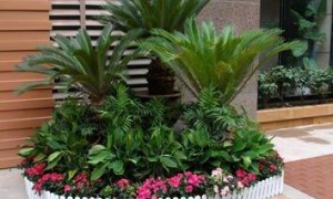 2026年酒店绿植优质租赁公司行业口碑汇总