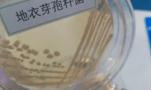 2026年评价高的山东微生物菌剂生产厂家选购参考汇总