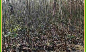 临沂梨苗供应生产商哪家好、高产梨苗培育厂家哪家好实力参考