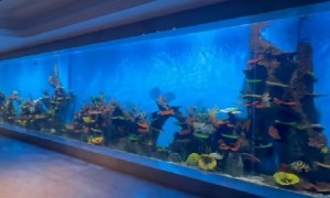 龙轩水族口碑怎么样