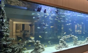 龙轩水族鱼缸定制规模怎么样