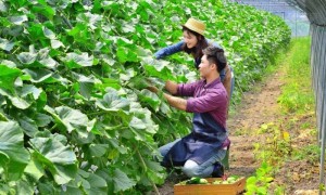 楚合工农通平台服务口碑怎么样