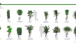 2026南京本地规范的室内绿植租摆服务商有哪些