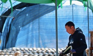 2026年下半年汇林滇茸食用菌菌种批发性价比怎么样？