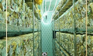 2026年9月菌包定制加工厂综合实力推荐，成立多年资质齐全口碑好