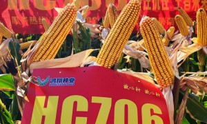 银川HC706玉米种子公司哪家不踩坑 正规源头工厂合作实力参考