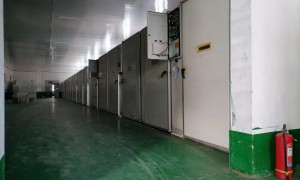 2026年邢台优质海兰灰鸡苗生产厂家口碑推荐