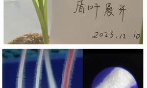 哈尔滨靠谱的极品丰功能肥大型厂家行业现状与选择指南