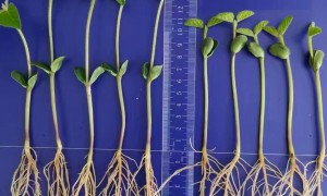 大庆东北用极品丰化肥适用作物及源头厂家用户力荐