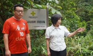 广宁赤坑砂仁品质怎么样、广宁赤坑砂仁值得买吗、广宁赤坑砂仁食用怎么样选购参考汇总