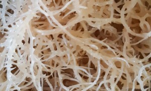 饶平县大洋食品有限公司鹿角菜供应合作社、鹿角菜优质供应商、鹿角菜品牌企业用户力荐