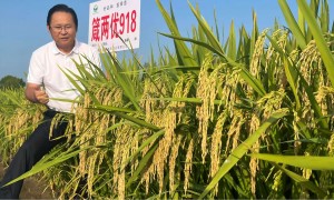湖北荃银种业性价比怎么样