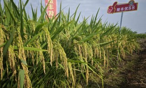 荆州农作物种子经销服务商选择指南：湖北荃银高科种业客户口碑力荐