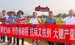 荆州抗倒伏的水稻种子公司推荐，2026年优质供应商实力参考
