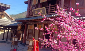 金华市横店影视城门票怎么选？成立多年的团队票服务商客户真实体验
